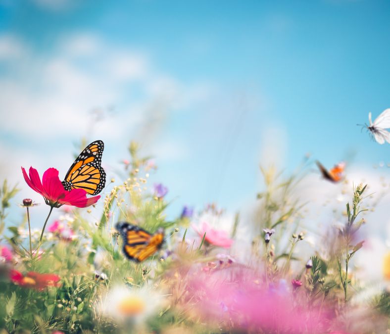 Butterflies in a field with blue sky